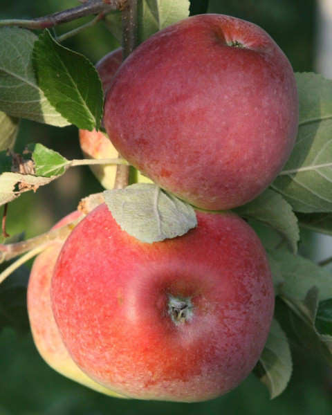 Jabloň domáca (Malus domestica) ´DELIKATES´ Jabloň domáca (Malus domestica) ´DELIKATES´