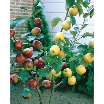 Jabloň domáca (Malus domestica) ´DUO´ (´Golden Delicious+GALA´) Jabloň domáca (Malus domestica) ´DUO´ (´Golden Delicious+GALA´)