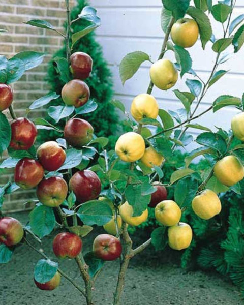 Jabloň domáca (Malus domestica) ´DUO´ (´Golden Delicious+GALA´) Jabloň domáca (Malus domestica) ´DUO´ (´Golden Delicious+GALA´)