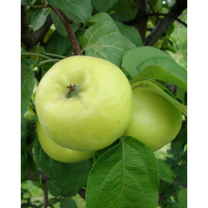 Jabloň domáca (Malus domestica) ´ANTONOVKA´ Jabloň domáca (Malus domestica) ´ANTONOVKA´
