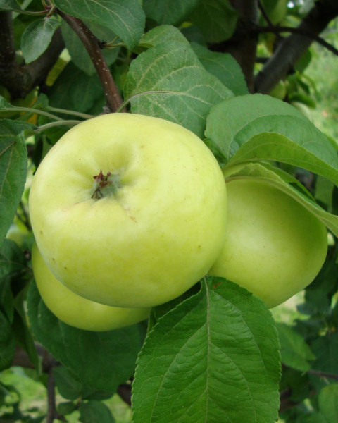 Jabloň domáca (Malus domestica) ´ANTONOVKA´ Jabloň domáca (Malus domestica) ´ANTONOVKA´