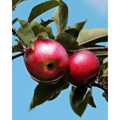 Jabloň domáca (Malus domestica) ´BOHEMIA´ Jabloň domáca (Malus domestica) ´BOHEMIA´