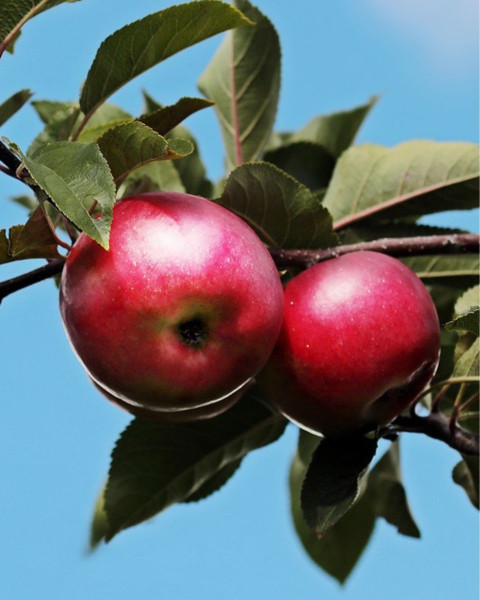 Jabloň domáca (Malus domestica) ´BOHEMIA´ Jabloň domáca (Malus domestica) ´BOHEMIA´