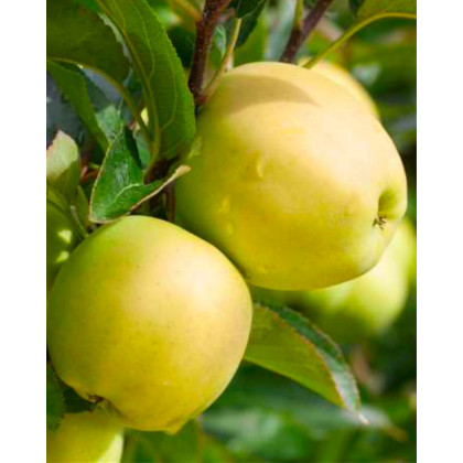 Jabloň domáca (Malus domestica) ´GOLDEN DELICIOUS REINDERS´ Jabloň domáca (Malus domestica) ´GOLDEN DELICIOUS REINDERS´
