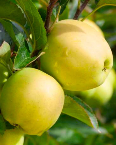 Jabloň domáca (Malus domestica) ´GOLDEN DELICIOUS REINDERS´ Jabloň domáca (Malus domestica) ´GOLDEN DELICIOUS REINDERS´