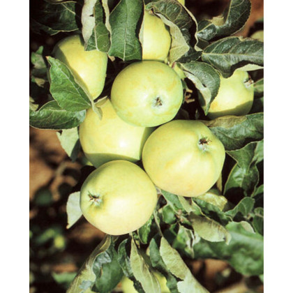 Jabloň domáca (Malus domestica) ´JAKUBKY´ Jabloň domáca (Malus domestica) ´JAKUBKY´