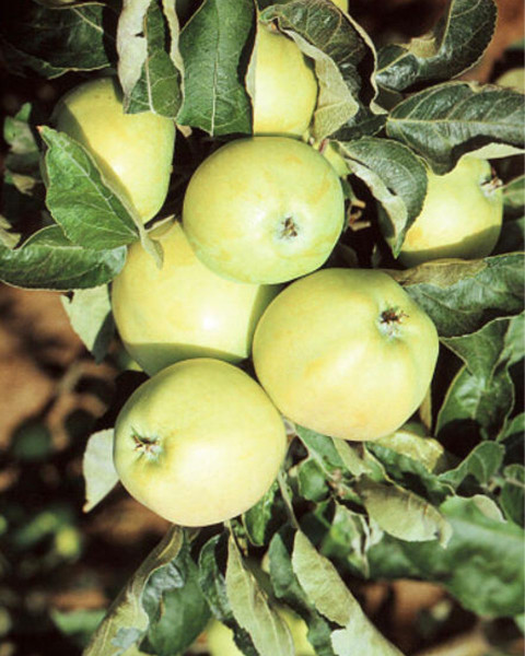 Jabloň domáca (Malus domestica) ´JAKUBKY´ Jabloň domáca (Malus domestica) ´JAKUBKY´