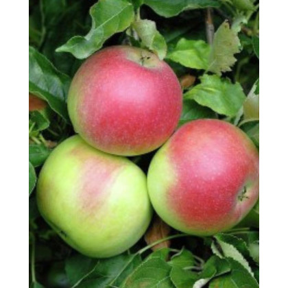 Jabloň domáca (Malus domestica) ´JAKUBKY ČERVENÉ´ Jabloň domáca (Malus domestica) ´JAKUBKY ČERVENÉ´