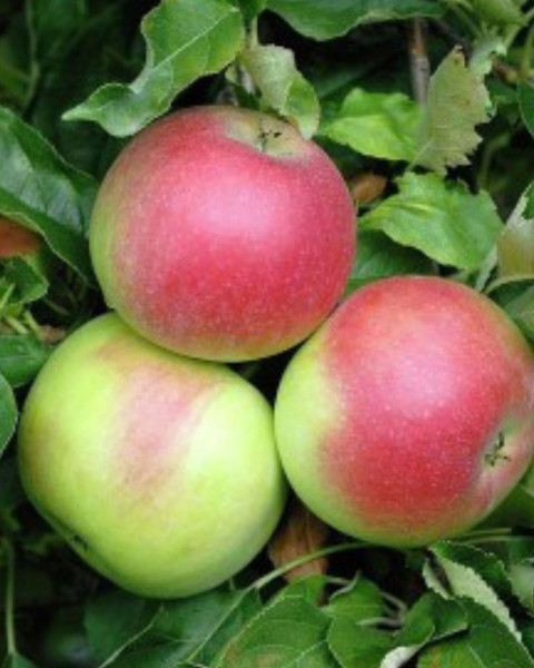 Jabloň domáca (Malus domestica) ´JAKUBKY ČERVENÉ´ Jabloň domáca (Malus domestica) ´JAKUBKY ČERVENÉ´