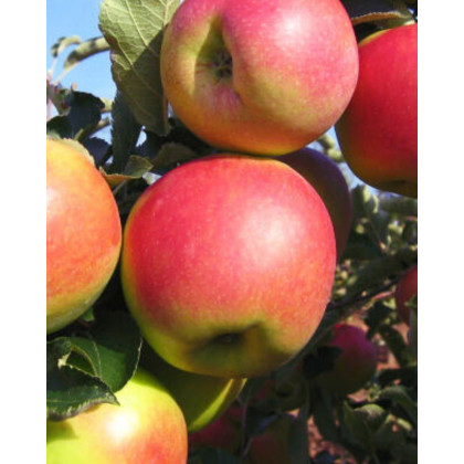 Jabloň domáca (Malus Domestica) ´JONAGOLD´ Jabloň domáca (Malus Domestica) ´JONAGOLD´