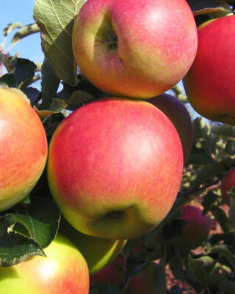 Jabloň domáca (Malus Domestica) ´JONAGOLD´ Jabloň domáca (Malus Domestica) ´JONAGOLD´