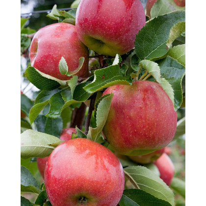 Jabloň domáca (Malus domestica) ´JONAGORED SUPRA´ Jabloň domáca (Malus domestica) ´JONAGORED SUPRA´