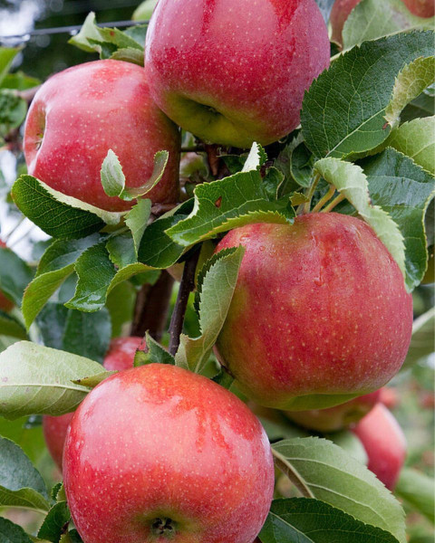 Jabloň domáca (Malus domestica) ´JONAGORED SUPRA´ Jabloň domáca (Malus domestica) ´JONAGORED SUPRA´