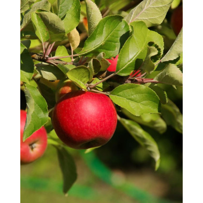 Jabloň domáca (Malus domestica) ´JONATHAN´ Jabloň domáca (Malus domestica) ´JONATHAN´