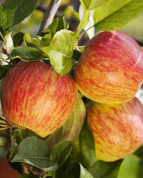Jabloň domáca (Malus domestica) ´KARNEVAL´