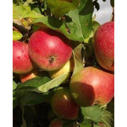 Jabloň domáca (Malus domestica) ´LIGOL´ Jabloň domáca (Malus domestica) ´LIGOL´