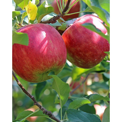 Jabloň domáca (Malus domestica) ´LIPNO´ Jabloň domáca (Malus domestica) ´LIPNO´