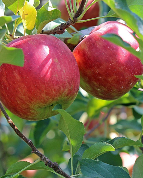 Jabloň domáca (Malus domestica) ´LIPNO´ Jabloň domáca (Malus domestica) ´LIPNO´