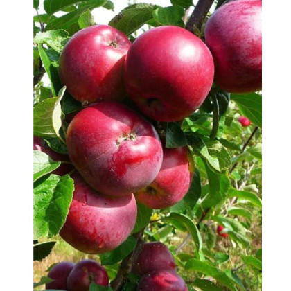 Jabloň domáca (Malus domestica) ´MALINOVÉ HORNOKRAJSKÉ´ Jabloň domáca (Malus domestica) ´MALINOVÉ HORNOKRAJSKÉ´