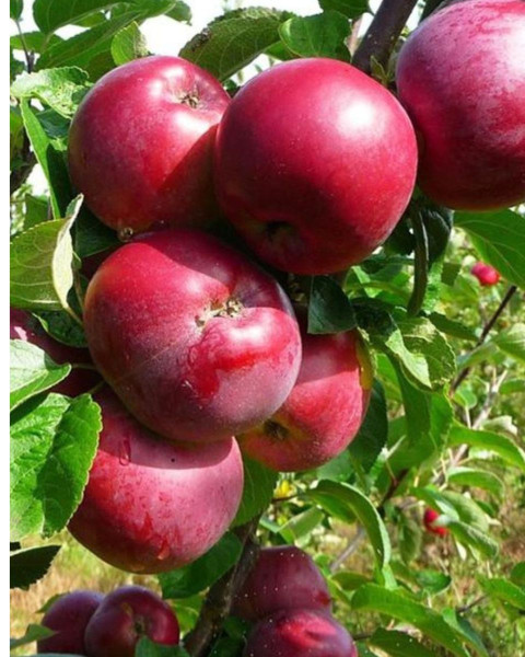 Jabloň domáca (Malus domestica) ´MALINOVÉ HORNOKRAJSKÉ´