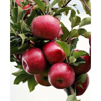 Jabloň domáca (Malus Domestica) ´NONETIT - MATČINO´ Jabloň domáca (Malus Domestica) ´NONETIT - MATČINO´