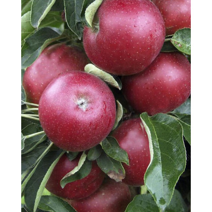 Jabloň domáca (Malus domestica) ´RED CHIEF´ Jabloň domáca (Malus domestica) ´RED CHIEF´