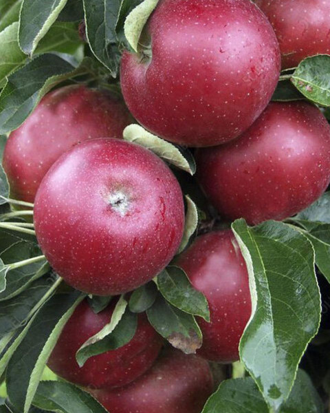 Jabloň domáca (Malus domestica) ´RED CHIEF´ Jabloň domáca (Malus domestica) ´RED CHIEF´