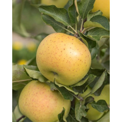 Jabloň domáca (Malus domestica) ´SIRIUS´ Jabloň domáca (Malus domestica) ´SIRIUS´
