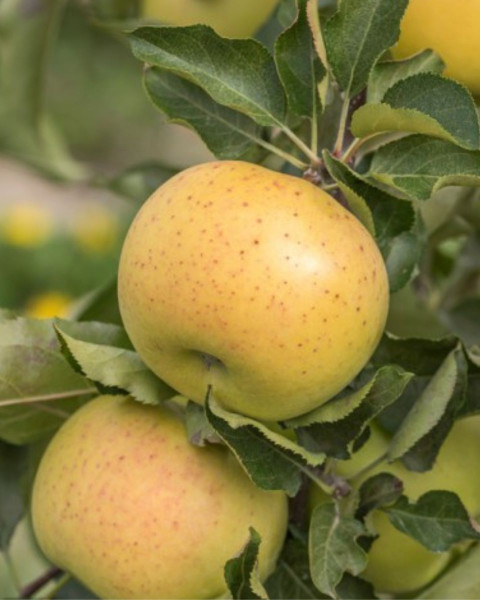 Jabloň domáca (Malus domestica) ´SIRIUS´ 