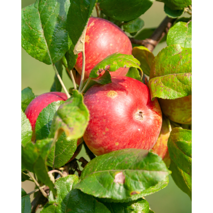 Jabloň domáca (Malus domestica) ´JAMES GRIEVE´ Jabloň domáca (Malus domestica) ´JAMES GRIEVE´