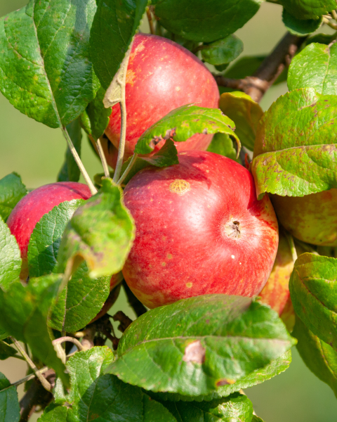 Jabloň domáca (Malus domestica) ´JAMES GRIEVE´ Jabloň domáca (Malus domestica) ´JAMES GRIEVE´