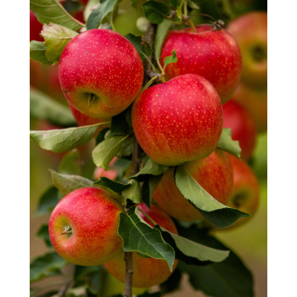 Jabloň domáca (Malus domestica) ´IDARED´ Jabloň domáca (Malus domestica) ´IDARED´