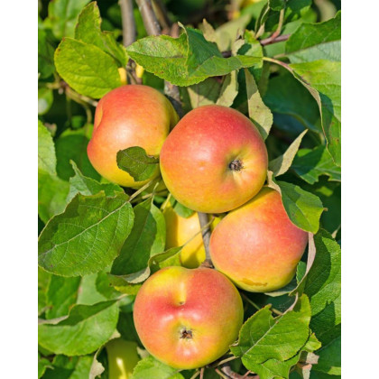 Jabloň domáca (Malus domestica) ´LIGOL´ Jabloň domáca (Malus domestica) ´LIGOL´