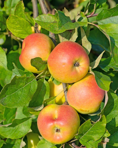 Jabloň domáca (Malus domestica) ´LIGOL´ Jabloň domáca (Malus domestica) ´LIGOL´