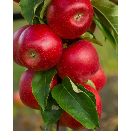 Jabloň domáca (Malus domestica) ´STARKING´ Jabloň domáca (Malus domestica) ´STARKING´