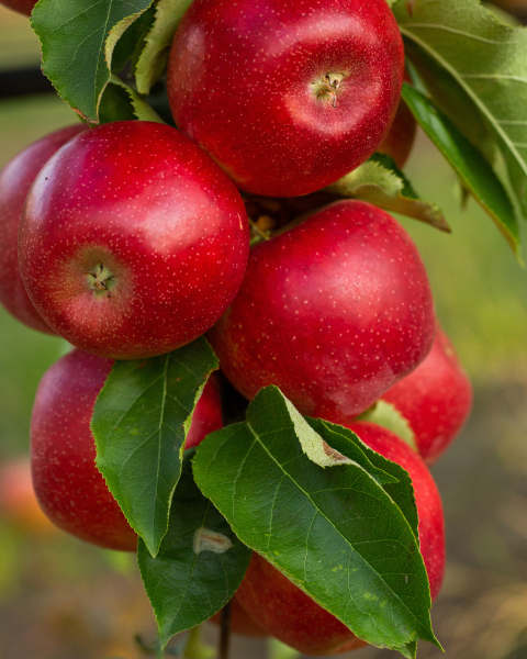 Jabloň domáca (Malus domestica) ´STARKING´ Jabloň domáca (Malus domestica) ´STARKING´