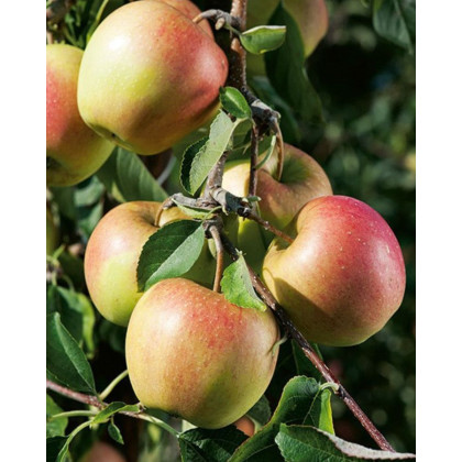 Jabloň domáca (Malus Domestica) ´PINOVA´® Jabloň domáca (Malus Domestica) ´PINOVA´®