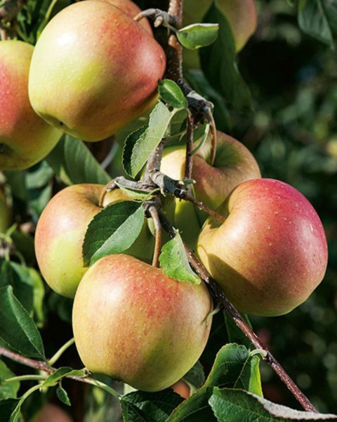 Jabloň domáca (Malus Domestica) ´PINOVA´®