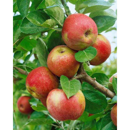 Jabloň domáca (Malus Domestica) ´RED BOSKOOP´ Jabloň domáca (Malus Domestica) ´RED BOSKOOP´