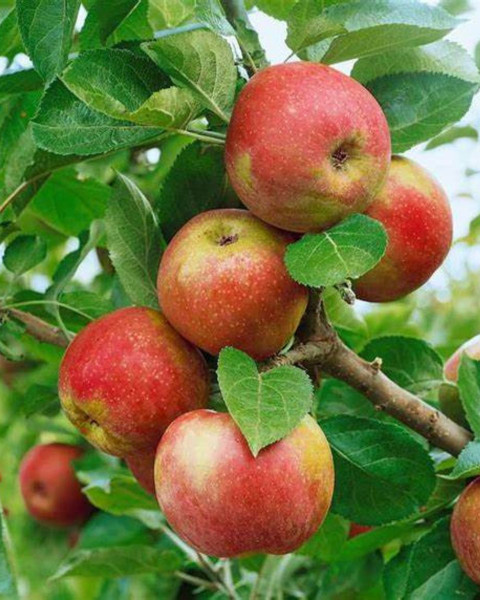Jabloň domáca (Malus Domestica) ´RED BOSKOOP´