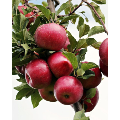 Jabloň domáca (Malus domestica) ´RUBIN´ Jabloň domáca (Malus domestica) ´RUBIN´