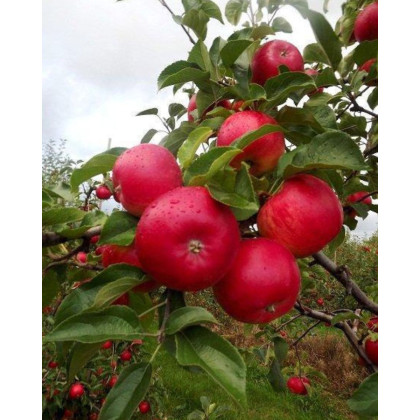 Jabloň domáca (Malus Domestica) ´RUBINOLA´ Jabloň domáca (Malus Domestica) ´RUBINOLA´