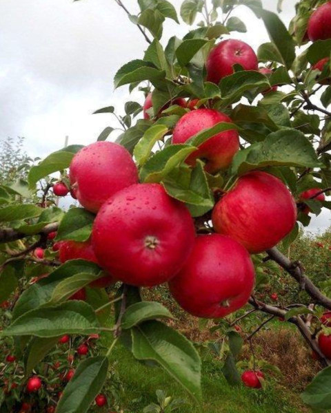 Jabloň domáca (Malus Domestica) ´RUBINOLA´ Jabloň domáca (Malus Domestica) ´RUBINOLA´