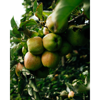 Jabloň domáca (Malus domestica) ´SIVÁ RENETA´ Jabloň domáca (Malus domestica) ´SIVÁ RENETA´