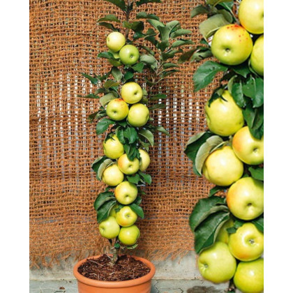 Mini stĺpovitá jabloň (Malus ballerina) ´BOLERO´® Mini stĺpovitá jabloň (Malus ballerina) ´BOLERO´®