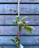 Mini stĺpovitá jabloň (Malus ballerina) ´BOLERO´®