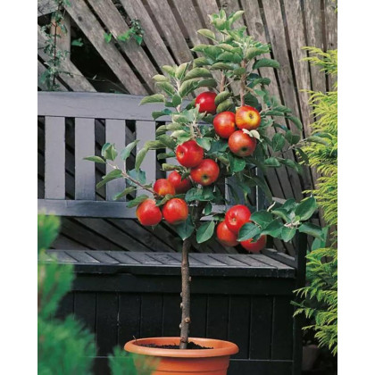Mini stĺpovitá jabloň (Malus ballerina) ´CROQUELLA´ Mini stĺpovitá jabloň (Malus ballerina) ´CROQUELLA´