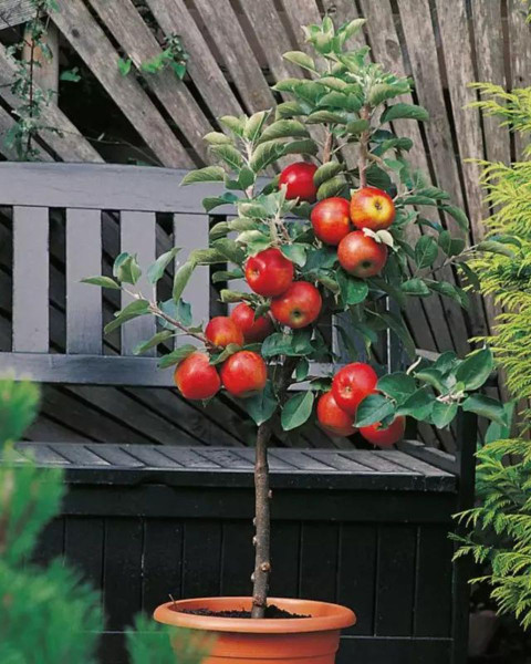 Mini stĺpovitá jabloň (Malus ballerina) ´CROQUELLA´ Mini stĺpovitá jabloň (Malus ballerina) ´CROQUELLA´