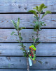Mini stĺpovitá jabloň (Malus ballerina) ´DELEGRINA´ Mini stĺpovitá jabloň (Malus ballerina) ´DELEGRINA´