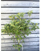 Nízkokmenná mini jabloň (Malus domestica) ´GARDEN SUN RED´